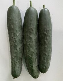 Product image of კიტრის თესლი  MIRA F1