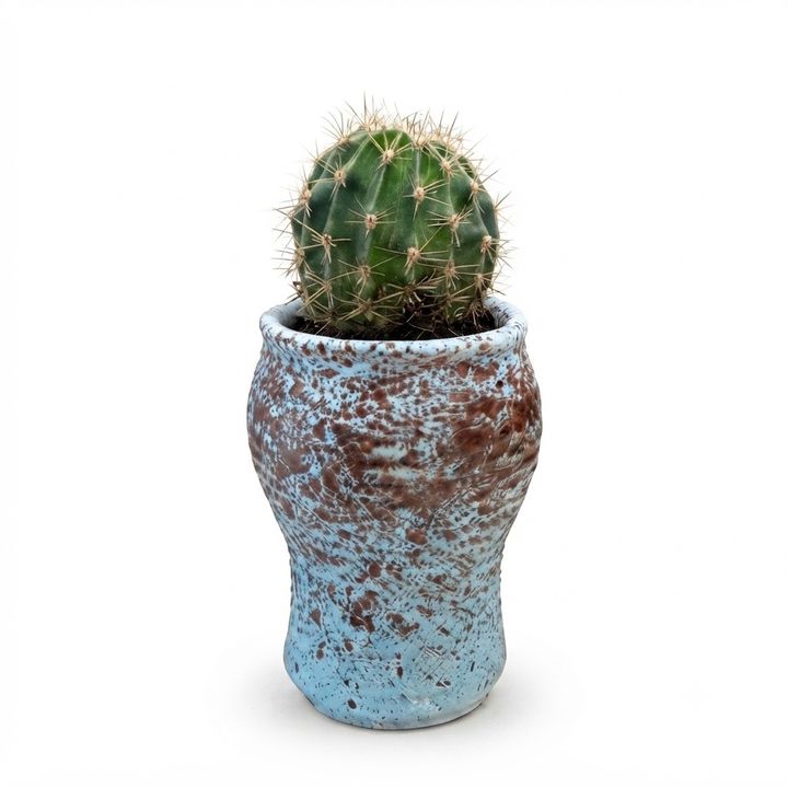 desk-plant-echinocactus-eqinokaqtusi-qotnit