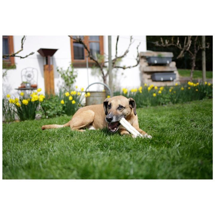 kerbl-dzaghlis-saghech-sakvebi-chkhirebi-3ts-photo-2