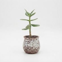 Product image of Dear Plants Desk Plant Jade Plant ნეფრიტის მცენარე ქოთნით