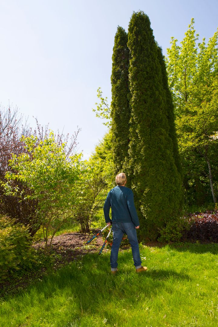 buchqis-sakrechi-makrateli-telecut-hedge-clipper-gardena-photo-2